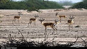 بوستان آهوان