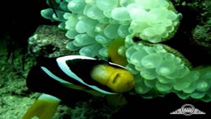 آکواریوم های پهناور